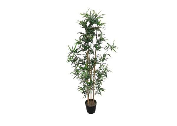 Bambus plante